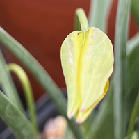 Tulipa orphanidea 'Flava'